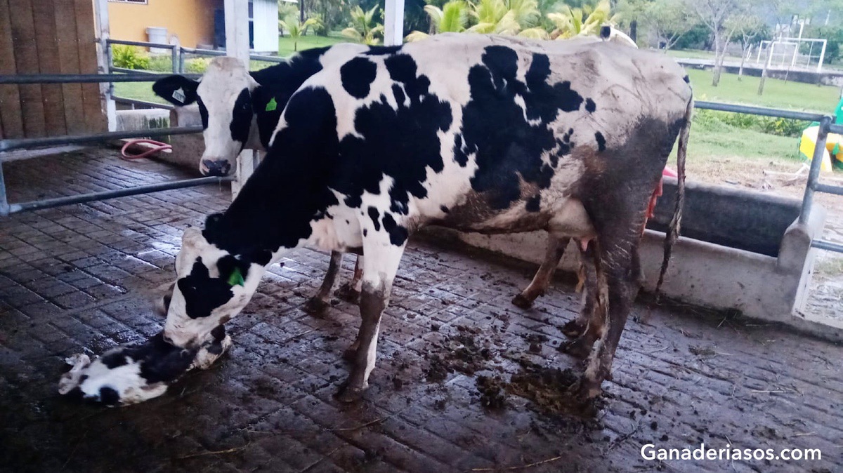 MEJORAR LOS RESULTADOS DEL PARTO