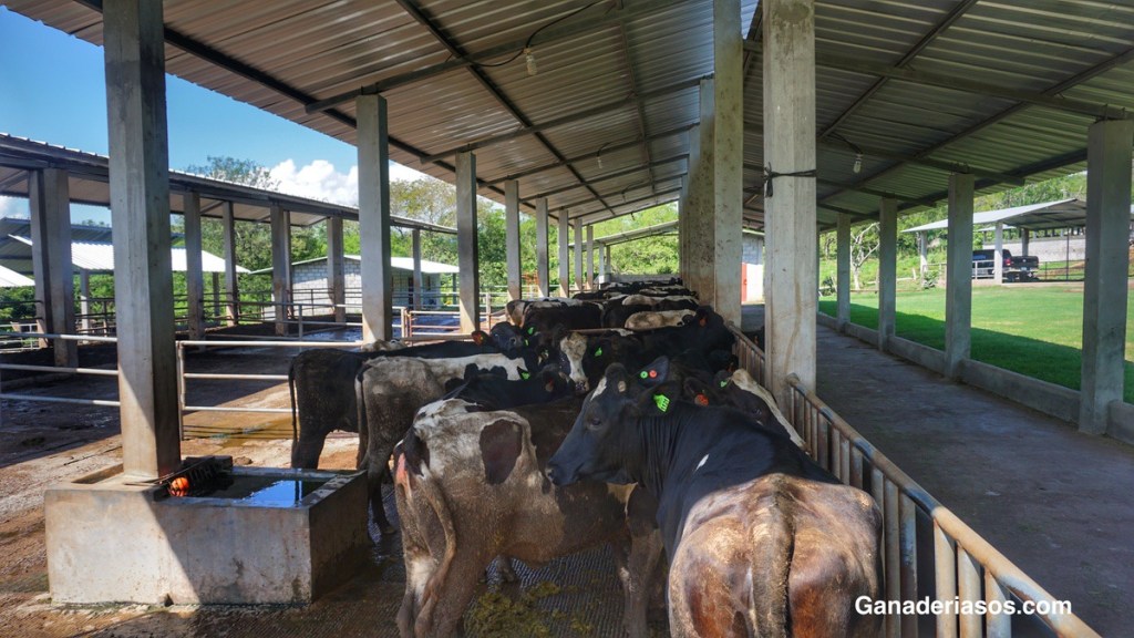 EL AGUA: UN FACTOR ESENCIAL A LA HORA DE PRODUCIR LECHE EN REGIONES&nbsp;CÁLIDAS