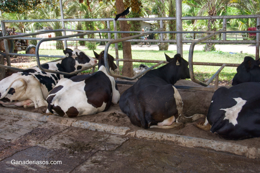 BENEFICIOS ECONÓMICOS DE CUIDAR DEL BIENESTAR&nbsp;ANIMAL