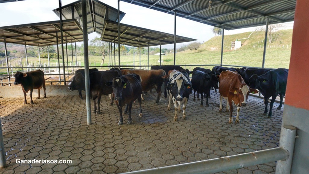 ¿EN QUÉ PIENSAN LAS VACAS?