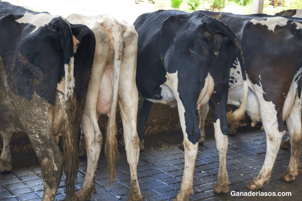 REDUCIR EMISIONES: LA NUEVA EXIGENCIA DE LAS INDUSTRIAS LÁCTEAS A LAS&nbsp;GANADERÍAS