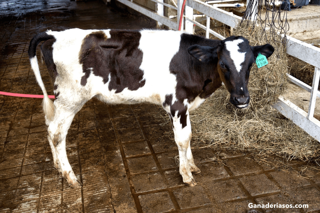 INTERVALO PARTO CONCEPCIÓN Y SU IMPACTO EN LA PRODUCCIÓN DE PRIMERA LACTANCIA Y EN LA VIDA PRODUCTIVA DE VACAS HOLSTEIN Y HOLSTEIN X JERSEY EN SISTEMAS DE&nbsp;PASTOREO