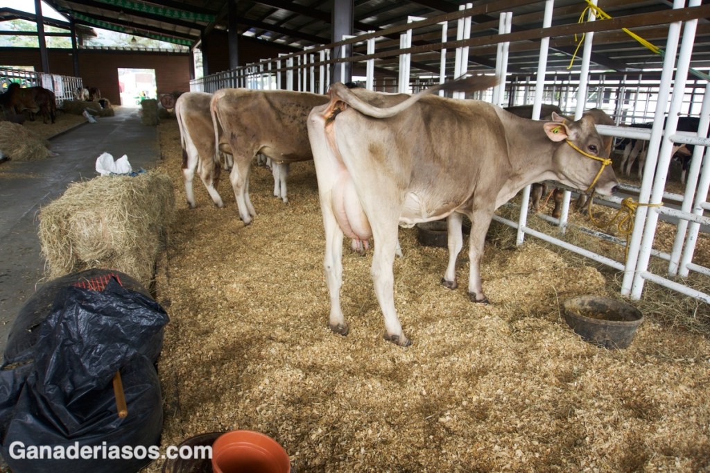 CONTROL DE LOS NIVELES DE CALCIO EN LA&nbsp;VACA