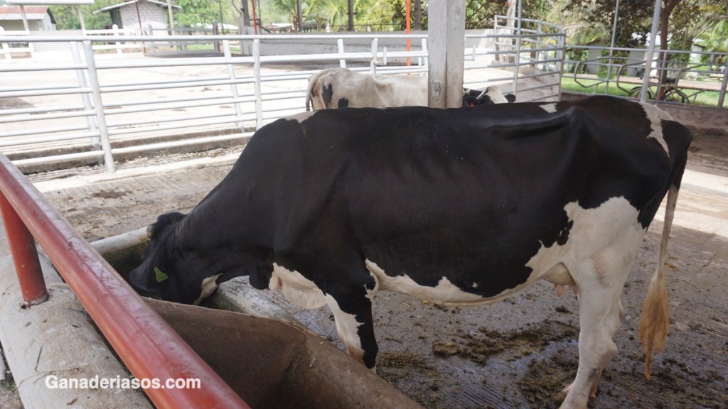 TRATAMIENTO DE LAS INFECCIONES INTRAMAMARIAS Y REDUCCIÓN DEL USO DE ANTIBIÓTICOS