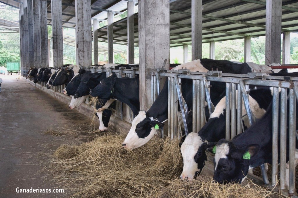 PRODUCIR 35 LITROS POR VACA ES FÁCIL, SÓLO HAY QUE SER BUEN AGRICULTOR PARA TENER BUENOS SILOS. EL PROBLEMA ES PASAR LA BARRERA DE LOS 40 LITROS