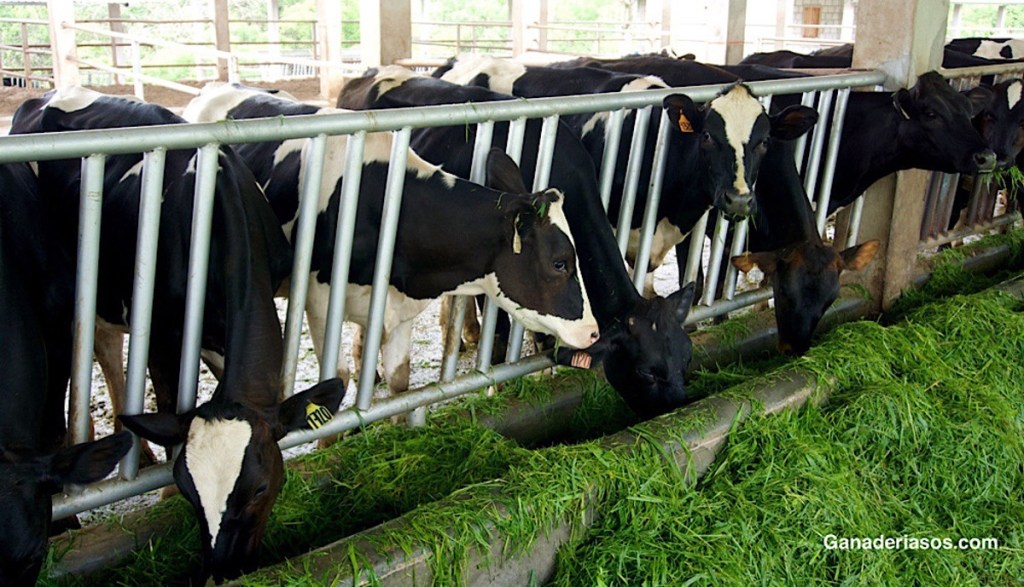 LA HIPERINMUNIZACIÓN ES UNA HERRAMIENTA EFICAZ PARA CONTROLAR Y ERRADICAR LA IBR EN PAÍSES EUROPEOS CON ALTA PREVALENCIA DE&nbsp;INFECCIÓN