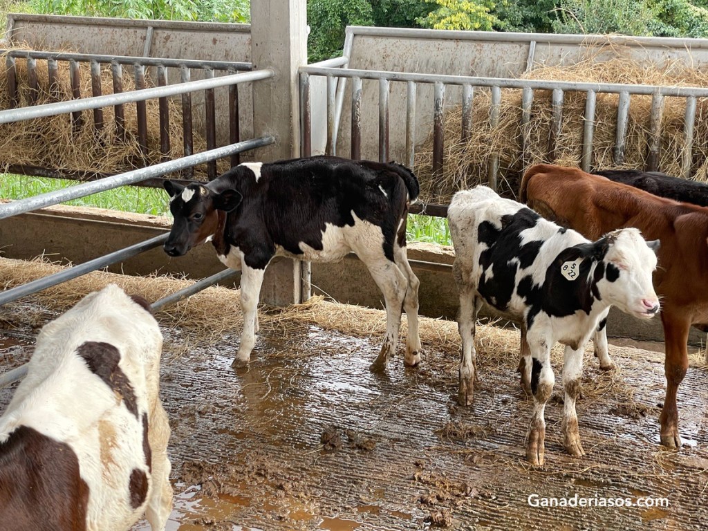ADSORBENTES DE MICOTOXINAS COMO ESTRATEGIA DE CONTROL EN LAS RACIONES