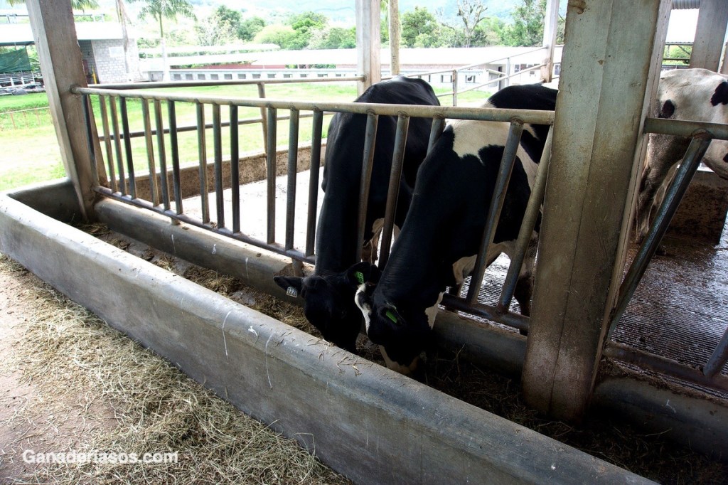 DESEQUILIBRIOS  DEL MAGNESIO EN&nbsp;RUMIANTES