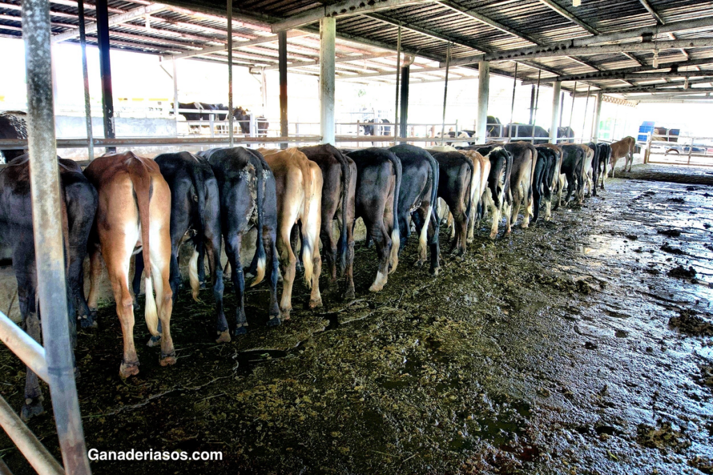 ¿ES MÁS DIFÍCIL PARIR PARA LAS VACAS DE RAZA CRUZADA EN LA PRODUCCIÓN&nbsp;LECHERA?