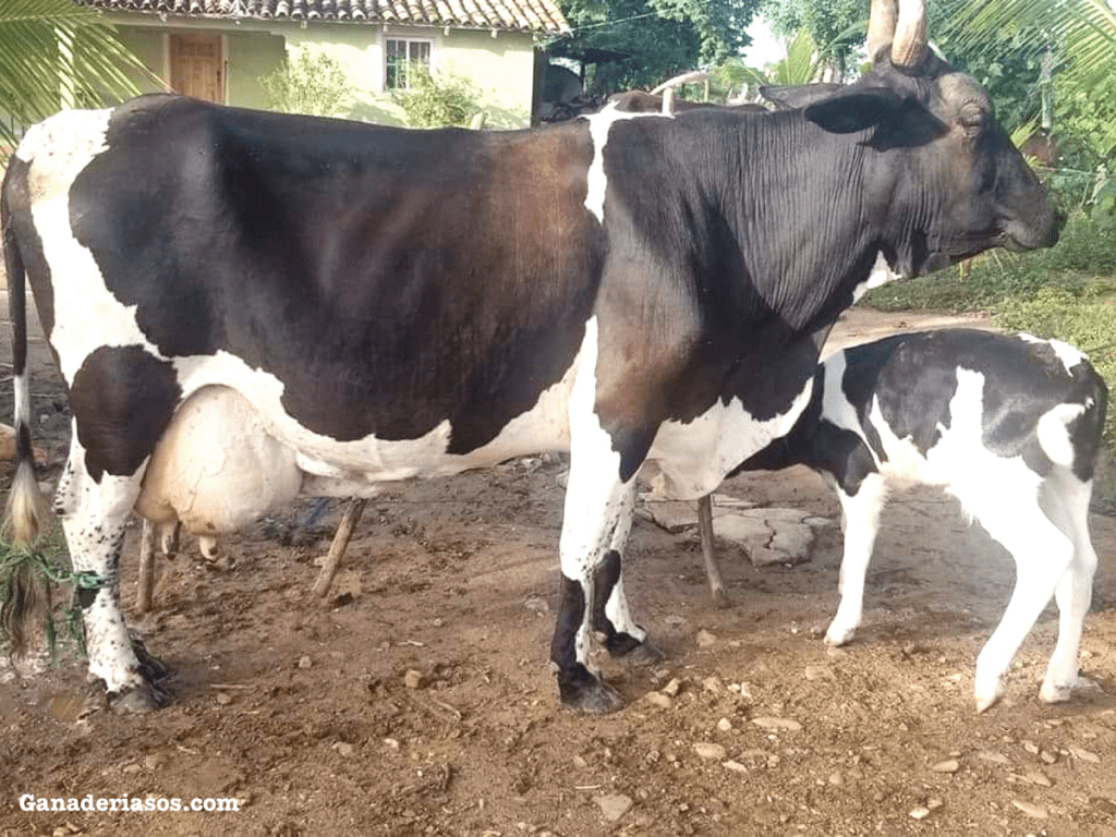 AMBIENTE, ALIMENTACIÓN Y ASUNTOS RURALES (DEFRA) OFRECEN UN PUNTO DE INFLEXIÓN EN EL CONTROL DE LA DIARREA VIRAL BOVINA&nbsp;(BVD)