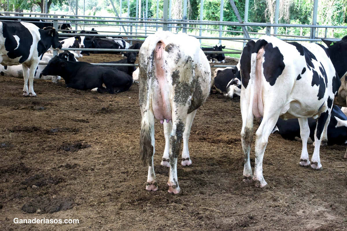 VÍSTEME DESPACIO QUE TENGO PRISA: PROCEDIMIENTO DE SECADO