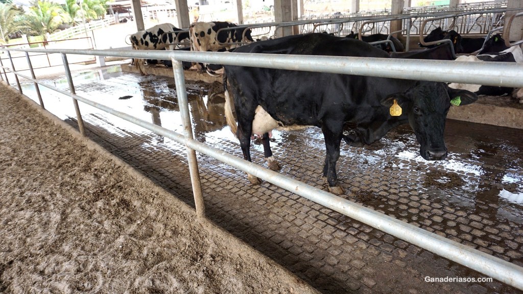 “LAS INFLAMACIONES SUBCLÍNICAS REDUCEN UN 15% LA EFICIENCIA DE LAS VACAS&nbsp;LECHERAS”