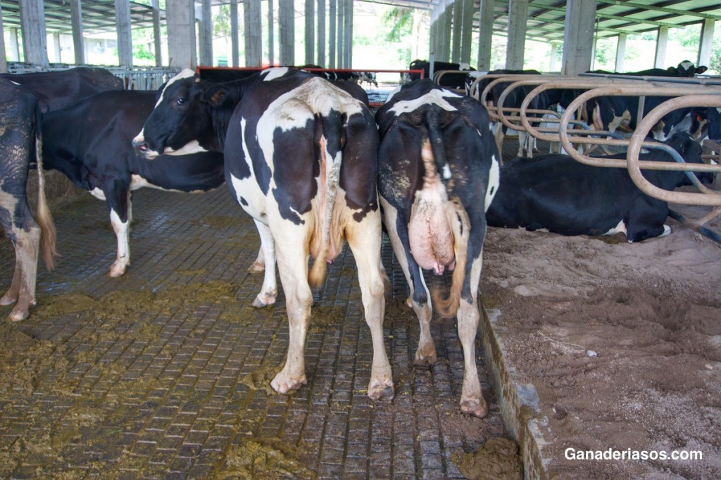 CURVA DE LACTANCIA DE VACAS LECHERAS: TRES PUNTOS CLAVE EN LA ALIMENTACIÓN