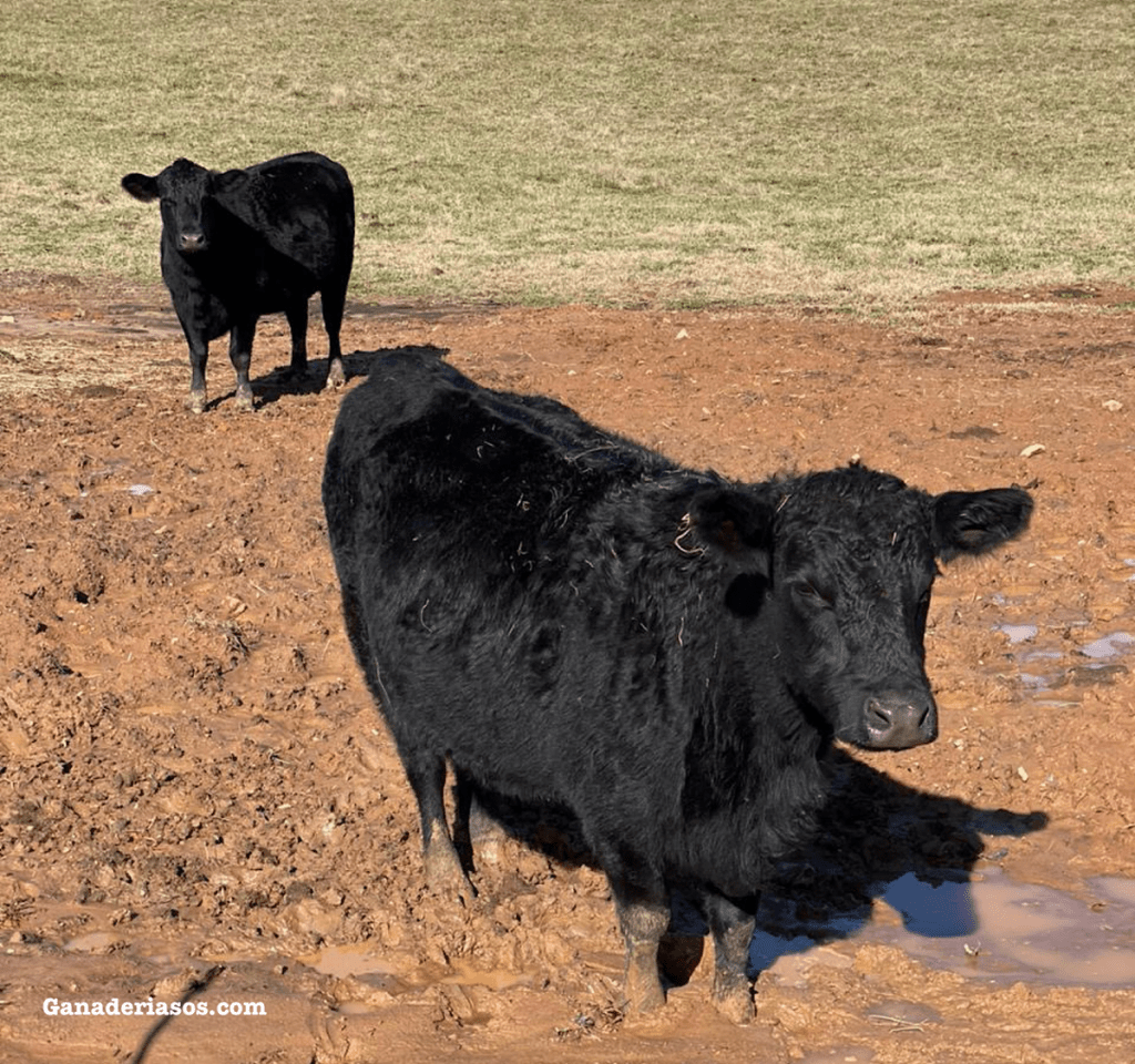 8 RAZONES POR LAS CUALES LA COMBINACIÓN DE CARNE Y LÁCTEOS RESULTA EN LA COMBINACIÓN PERFECTA