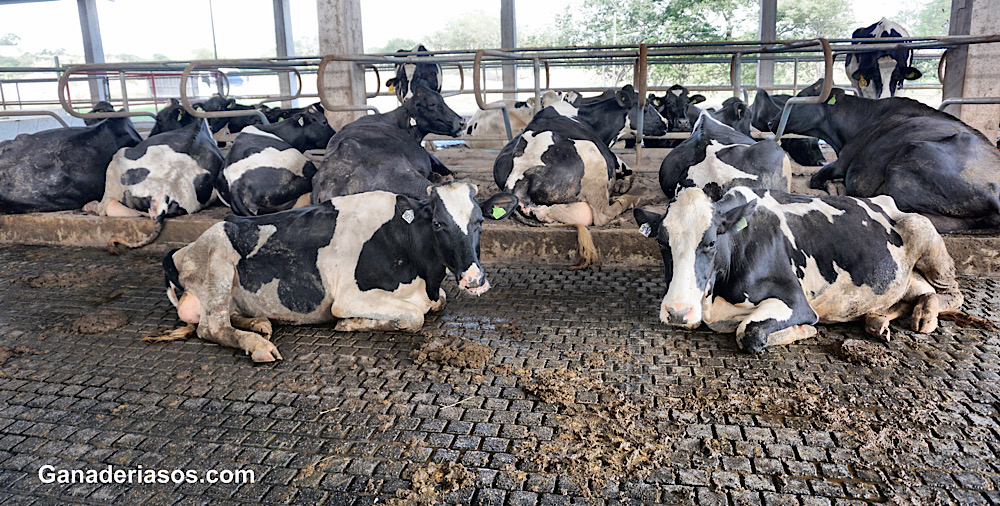 LECTURA DE LA BOSTA DEL BOVINO Y SU RELACIÓN CON LA&nbsp;ALIMENTACIÓN