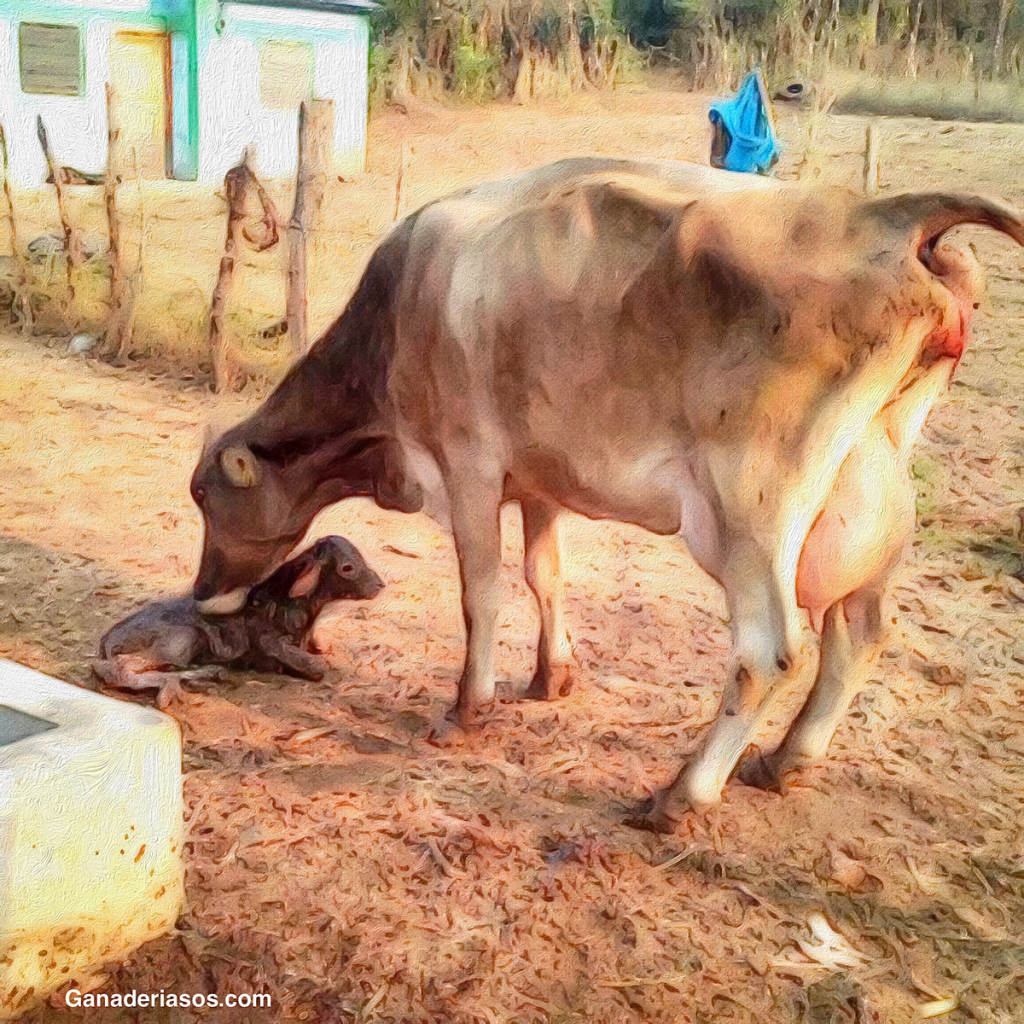 HIPOCALCEMIA Y FIEBRE DE LA LECHE EN EL GANADO&nbsp;LECHERO