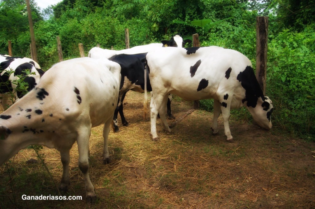 FOTOSENSIBILIZACIÓN: UN PROBLEMA QUE SE PUEDE PRESENTAR EN SU&nbsp;ESTABLO