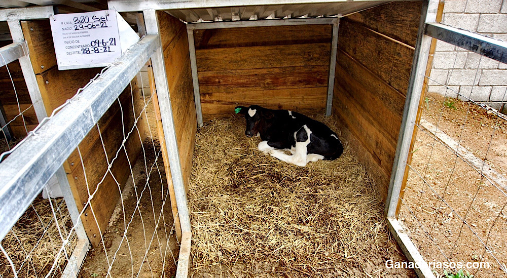 ACTUACIÓN EN UN BROTE DE DIARREA NEONATAL EN EXPLOTACIONES DE GANADO VACUNO (I): IDENTIFICACIÓN DE FACTORES DE&nbsp;RIESGO