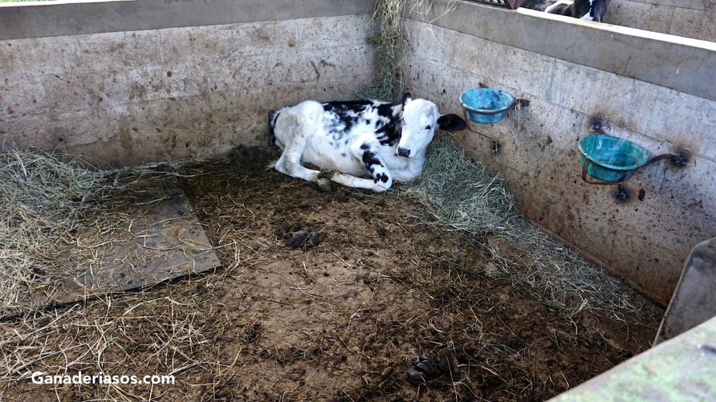 LA EVOLUCIÓN DE LA NUTRICIÓN DE LOS TERNEROS DE&nbsp;LECHERÍA