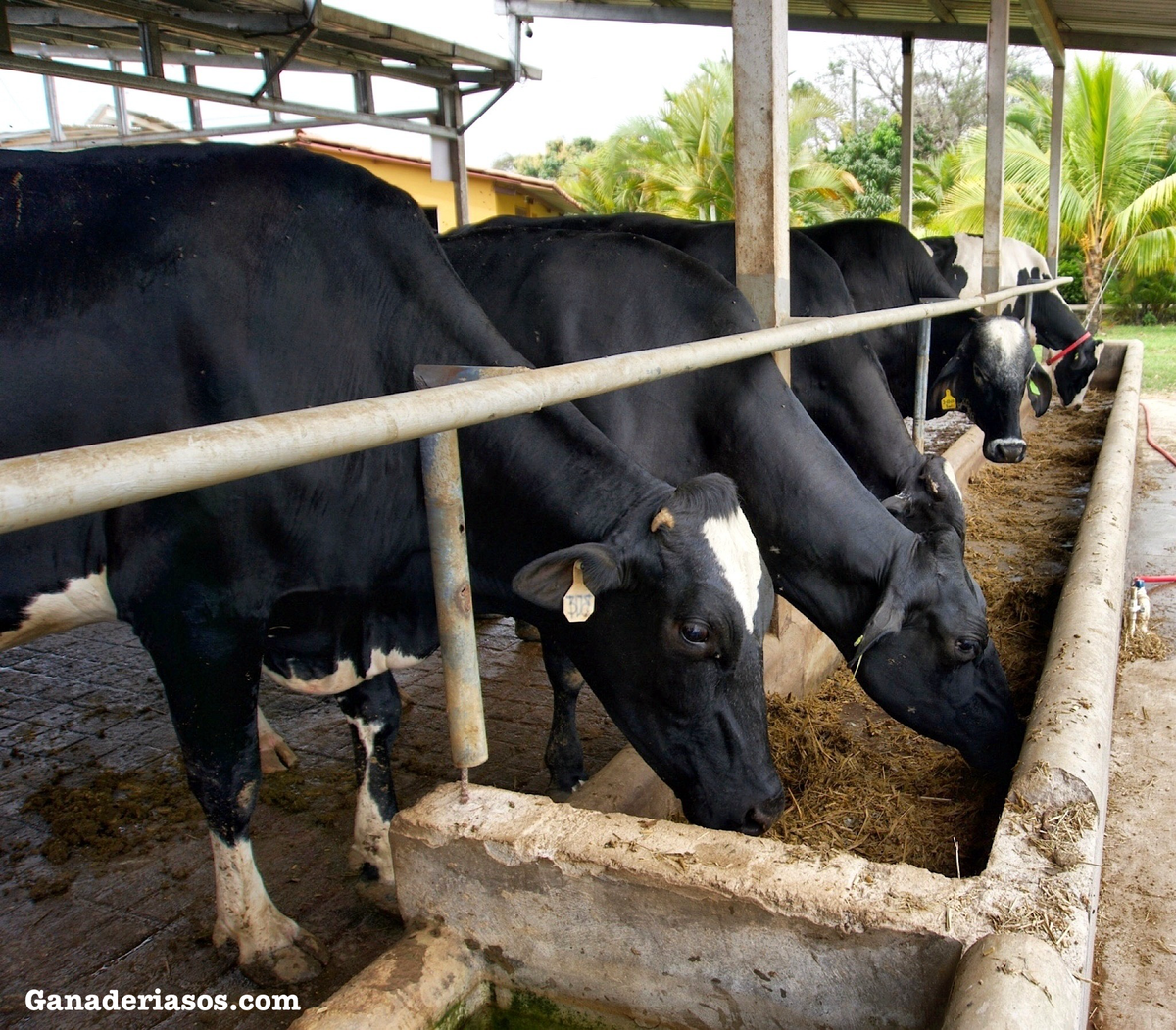 LA GENERACIÓN Z PLANEA COMER MÁS POLLO, CARNE DE RES Y CERDO