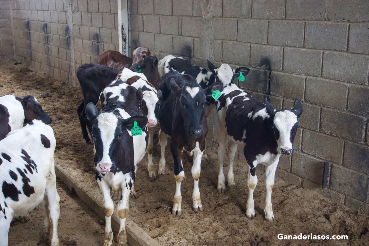 ASPECTOS CLAVES SOBRE LAS INMUNOGLOBULINAS, UN ELEMENTO FUNDAMENTAL PARA LA SALUD DE LAS BECERRAS