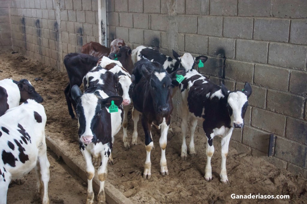 ASPECTOS CLAVES SOBRE LAS INMUNOGLOBULINAS, UN ELEMENTO FUNDAMENTAL PARA LA SALUD DE LAS BECERRAS