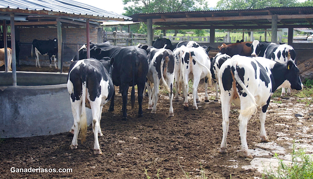 RETORNO DE LA INVERSIÓN, HIGIENIZACIÓN DEL AGUA EN EL SECTOR VACUNO&nbsp;LECHERO: