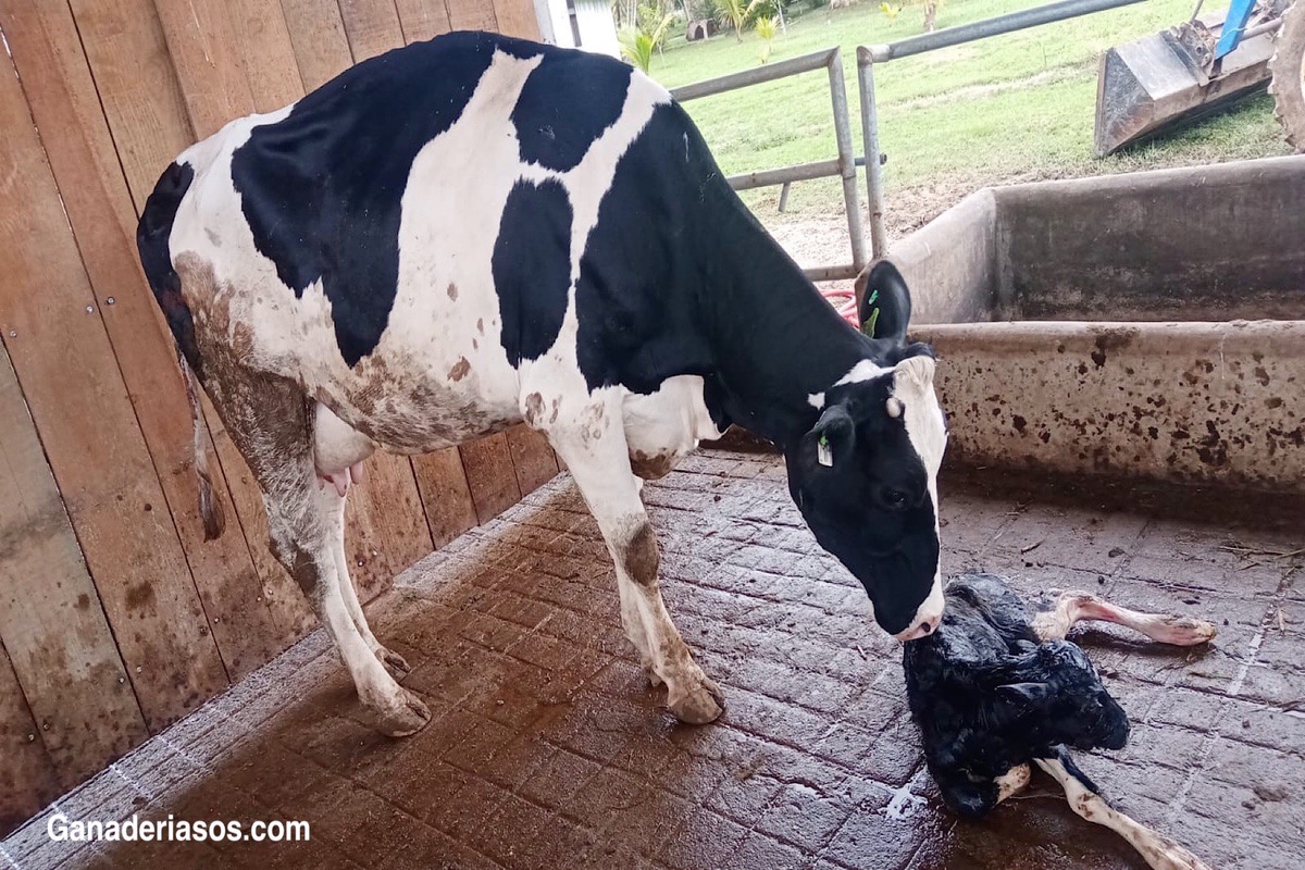 10 FORMAS DE MEJORAR EL RENDIMIENTO DE LA LACTANCIA TEMPRANA Y EL MÁXIMO RENDIMIENTO DE LA LECHE