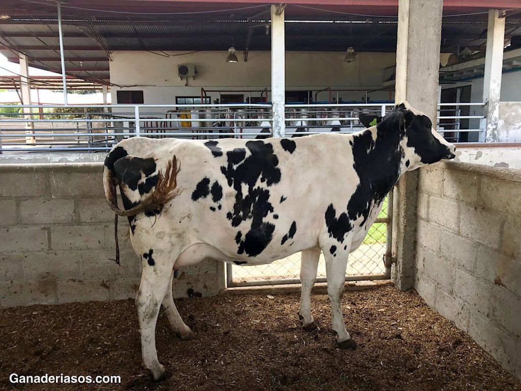 MINERALES PARA MEJORAR PRODUCCIÓN DE LECHE Y FERTILIDAD EN VACAS&nbsp;LECHERA