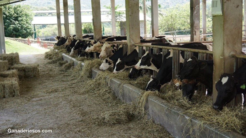 LA FIEBRE Q EN EL GANADO&nbsp;VACUNO