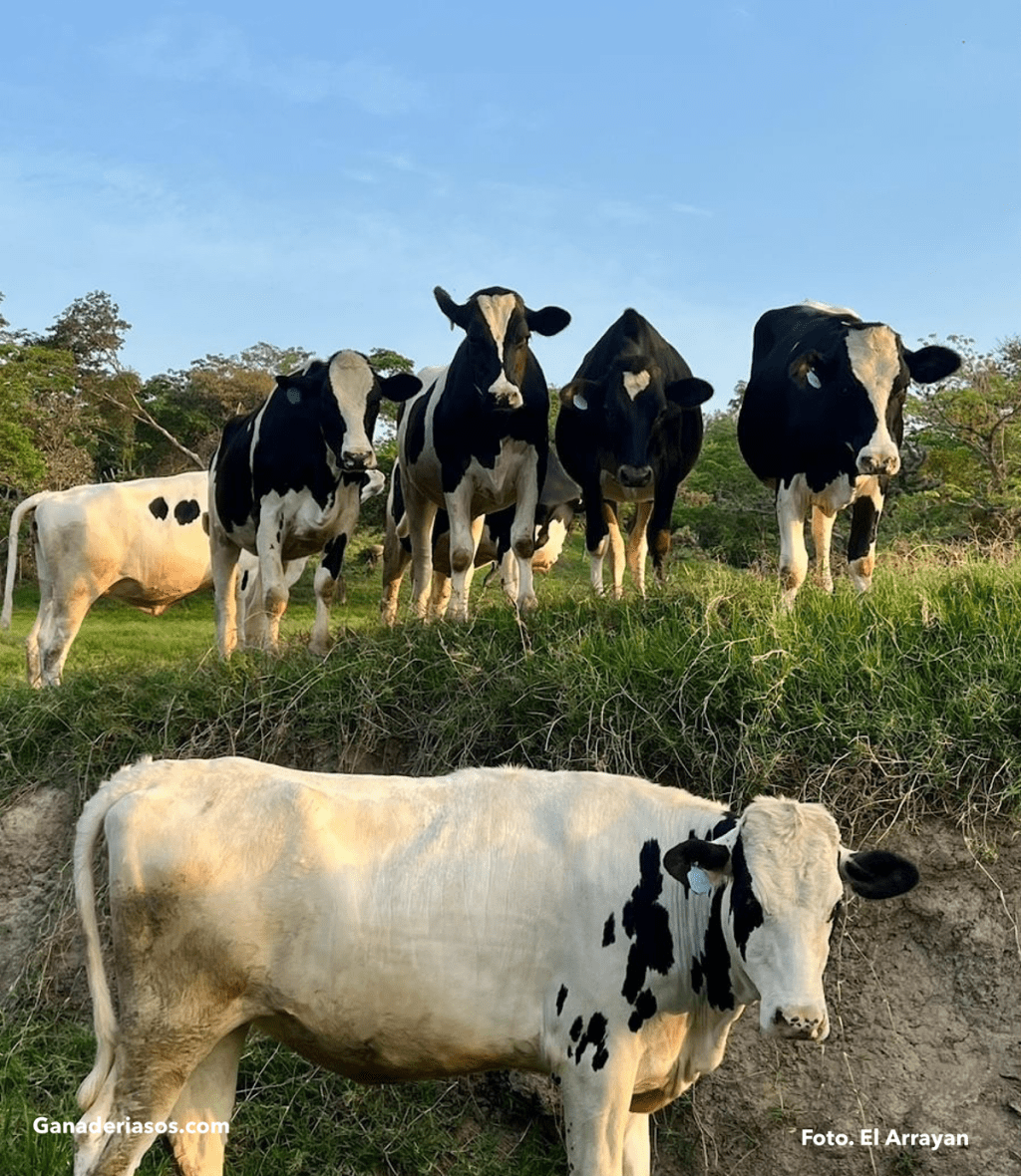 DEJEN DE CRIAR NOVILLAS «PETER&nbsp;PAN»