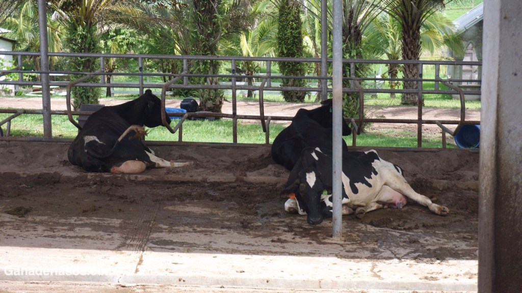 ACIDOSIS RUMINAL: UN CUADRO MÁS COMÚN DE LO QUE SE&nbsp;CREE