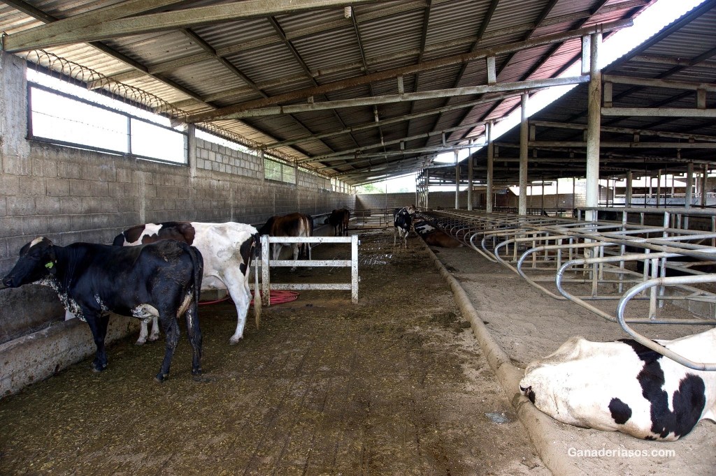 IMPORTANCIA DE LA DETECCIÓN DE CELO UTILIZANDO MÉTODOS AMIGABLES CON EL BIENESTAR&nbsp;ANIMAL