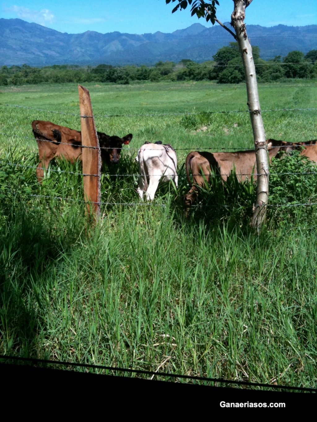 ABORTOS. CAUSAS, DIAGNOSTICO Y&nbsp;PROFILAXIS