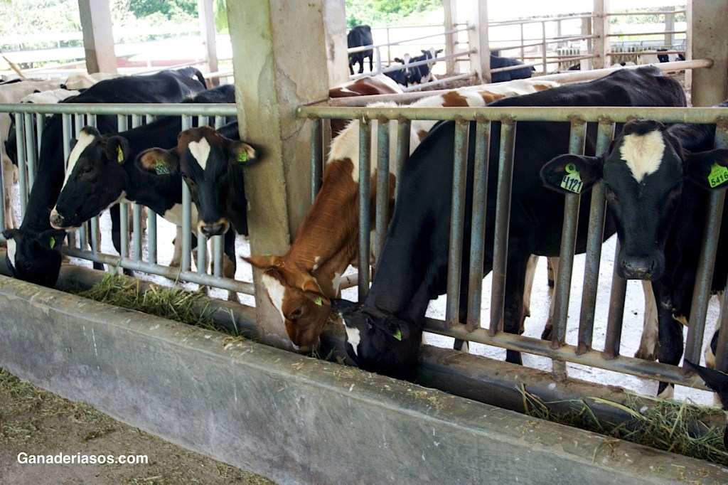 IMPORTANCIA DE LA GLUCOSA:  METABOLISMO  EN LA&nbsp;TRANSICIÓN