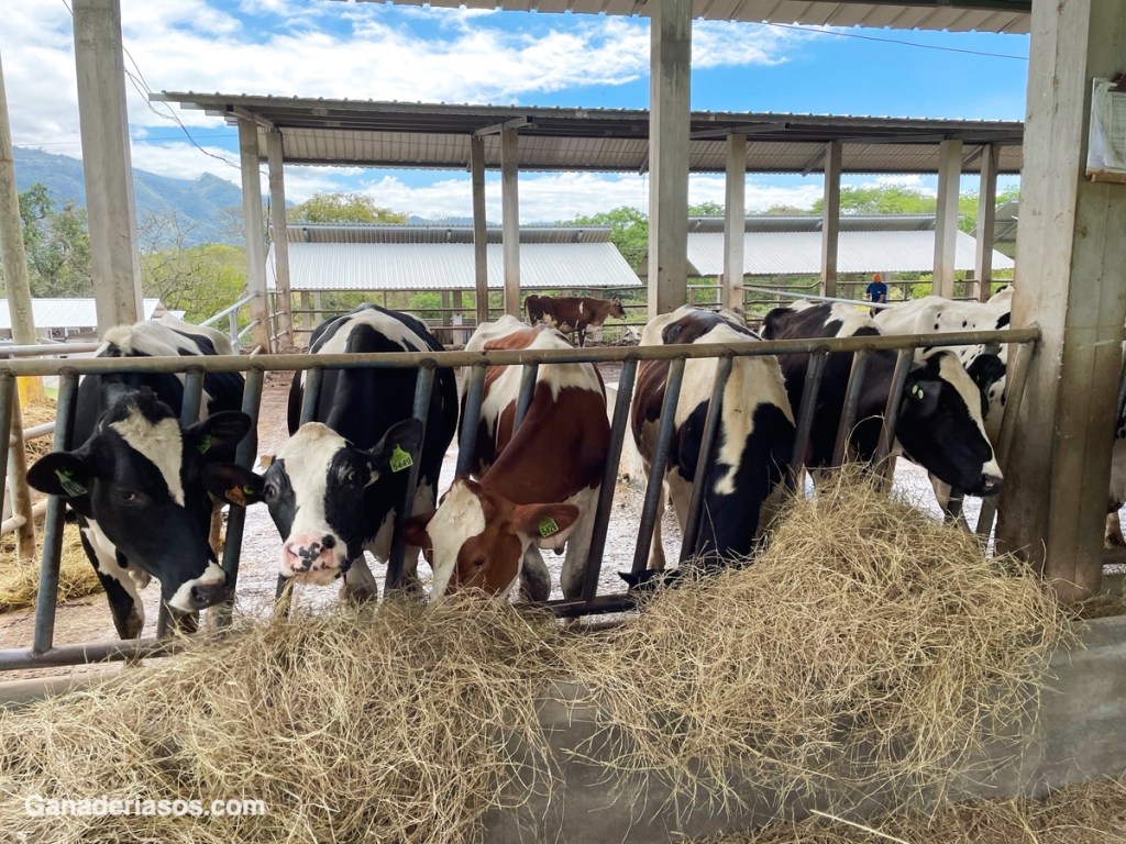 CONSIDERACIONES EN LA RECRÍA DE NOVILLAS LECHERAS&nbsp;(I)