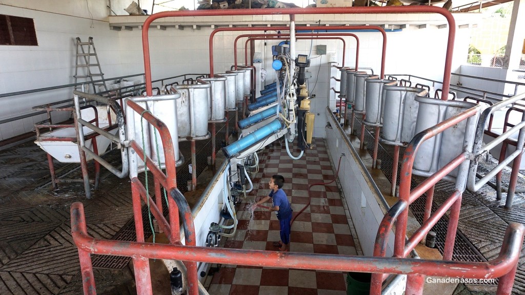 CONSEJOS PARA EL ORDEÑO DE LAS&nbsp;VACAS