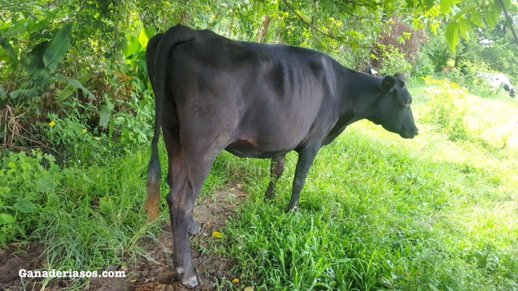 CUATRO PASOS QUE LOS VETERINARIOS PUEDEN TOMAR PARA AYUDAR A LOS PRODUCTORES A HACER LA TRANSICIÓN A LA CARNE DE VACUNO EN LA PRODUCCIÓN&nbsp;LECHERA