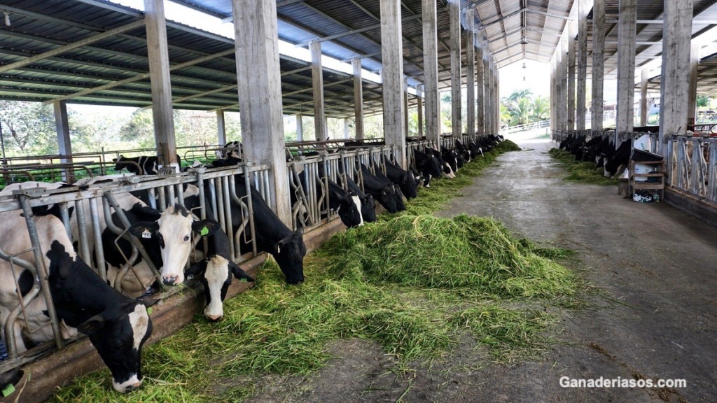 ESTIMACIÓN DE CALIDAD DE LOS&nbsp;FORRAJES