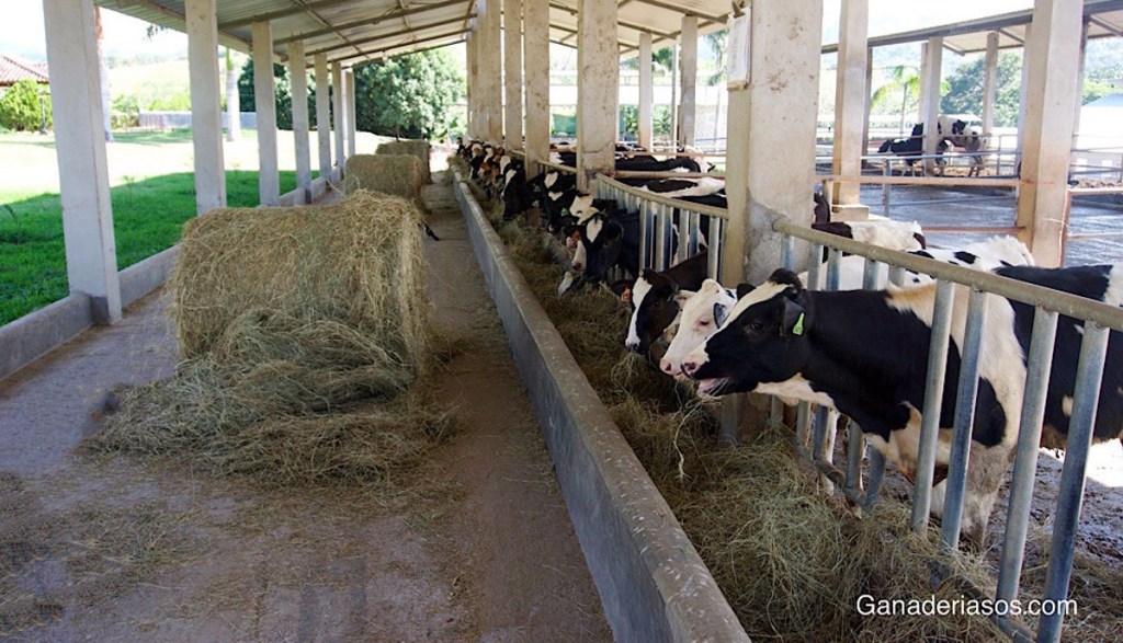 VACUNAS VIVAS: CÓMO REFUERZAN EL ENFOQUE PREVENTIVO DE LAS&nbsp;ENFERMEDADES