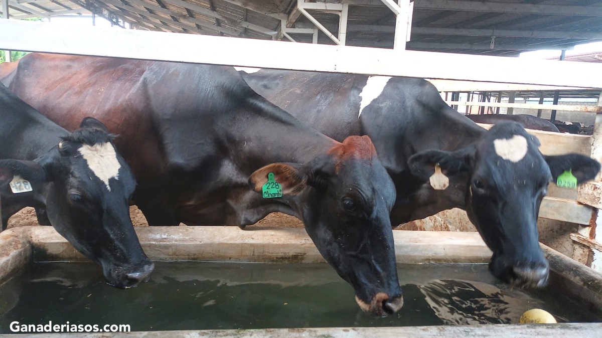 LAS TECNOLOGÍAS ABORDAN LAS TRES PRINCIPALES PROBLEMÁTICAS EN VACAS EN TRANSICIÓN