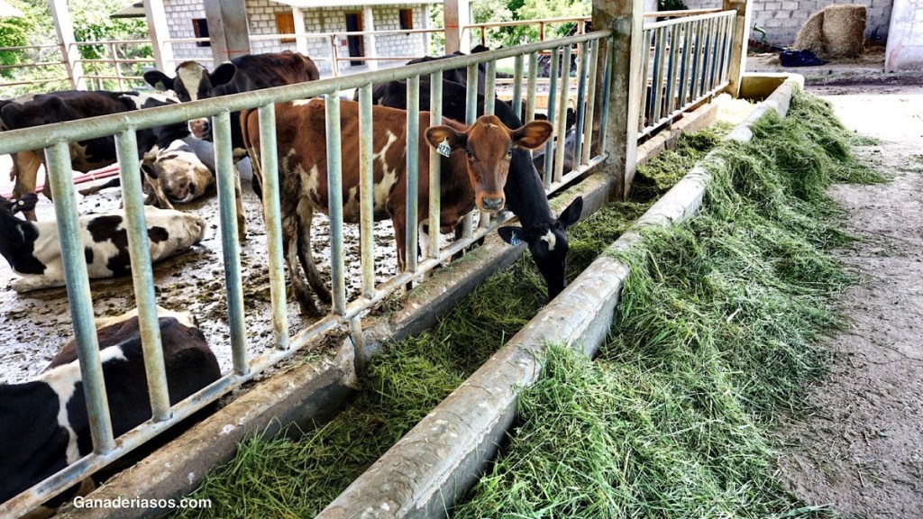 POR QUÉ ELEGIR EL SUSTITUTO DE LECHE ADECUADO ES DE VITAL IMPORTANCIA PARA SU&nbsp;TERNERO