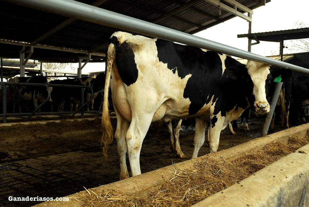 MEJORAMIENTO GENÉTICO DEL GANADO VACUNO LECHERO EN LATINOAMÉRICA: INNOVACIONES Y BENEFICIOS PARA LA INDUSTRIA&nbsp;LÁCTEA