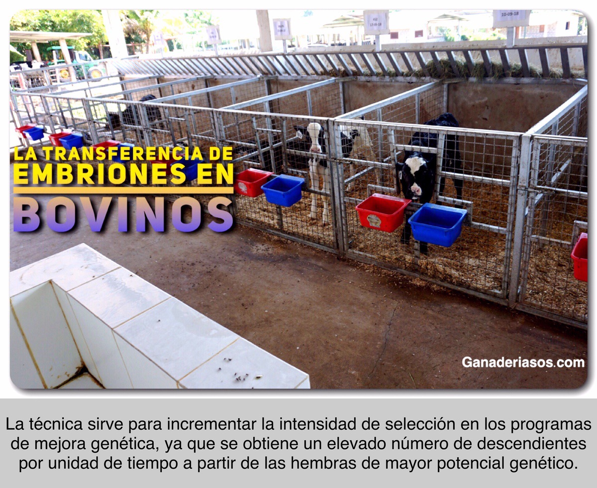 LA TRANSFERENCIA DE EMBRIONES EN BOVINOS – GANADERIA SOS
