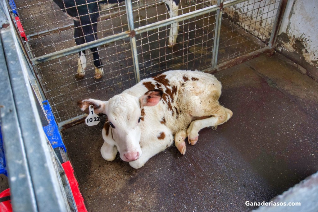 *RECLINANCIA EN LOS TERNEROS HOLSTEIN