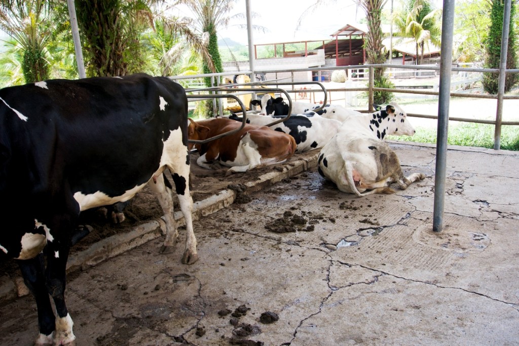 “PICA” POR DESÓRDENES&nbsp;NUTRICIONALES