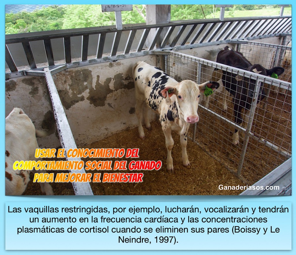 USAR EL CONOCIMIENTO DEL COMPORTAMIENTO SOCIAL DEL GANADO PARA MEJORAR EL&nbsp;BIENESTAR