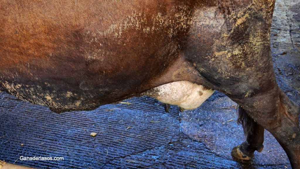 DAÑO EN EL TEJIDO MAMARIO DURANTE LA MASTITIS&nbsp;BOVINA