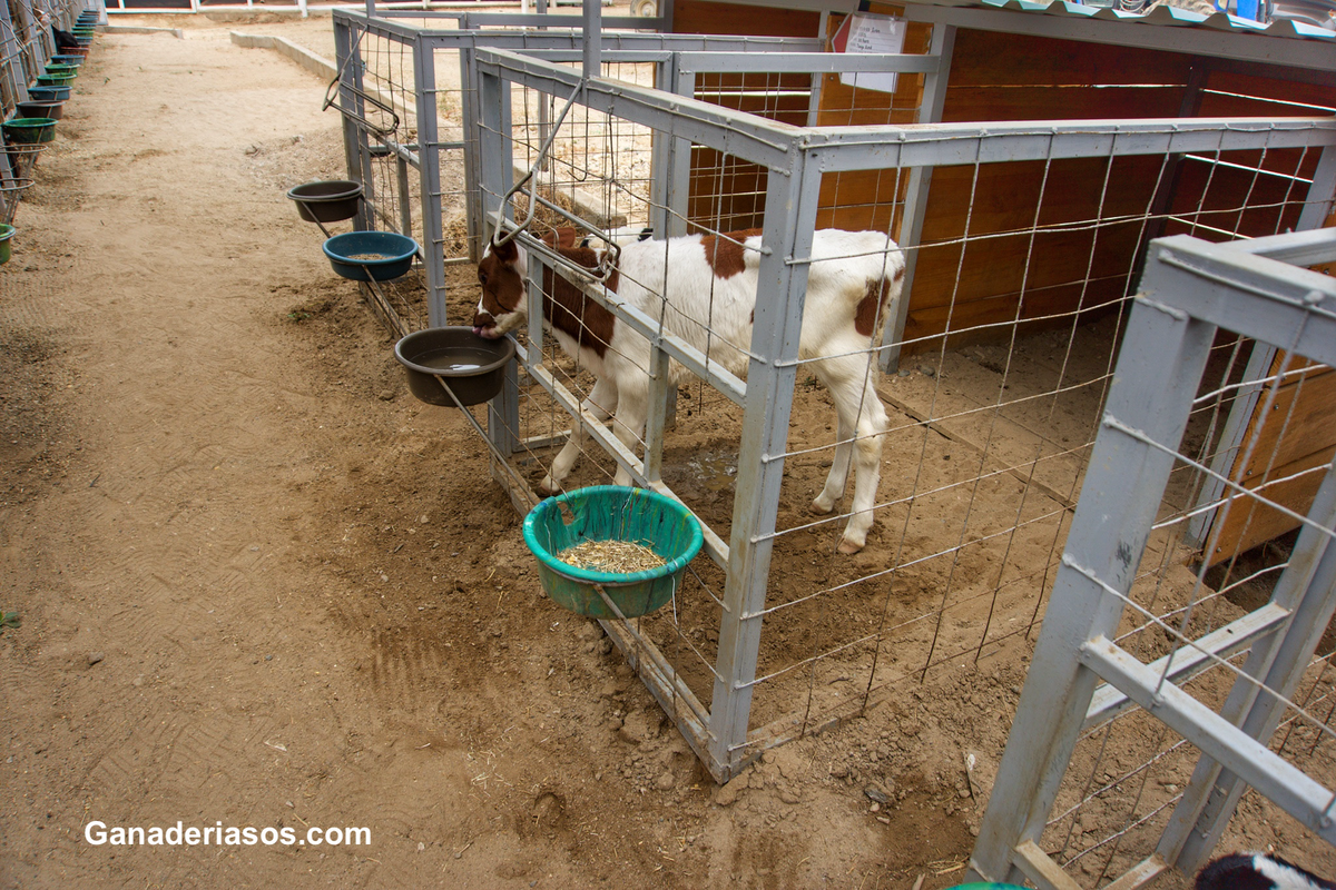LO VIEJO ES NUEVO DE NUEVO EN LA GESTIÓN DE TERNERAS