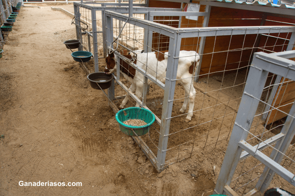LO VIEJO ES NUEVO DE NUEVO EN LA GESTIÓN DE&nbsp;TERNERAS